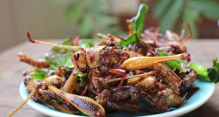 Belalang, termasuk serangga bergizi dan halal menurut Islam